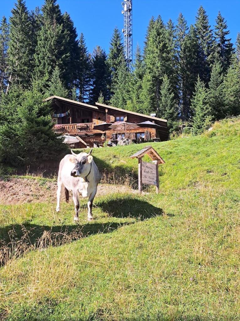 Hotel Rifugio Forcella Zovo San Pietro di Cadore Exterior foto